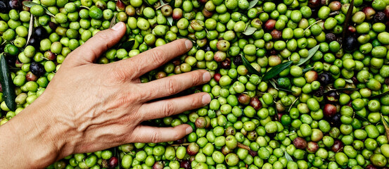 Wall Mural - heaps freshly harvested olives, web banner