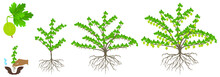 Gooseberry Plant Growth Cycle On A White Background.