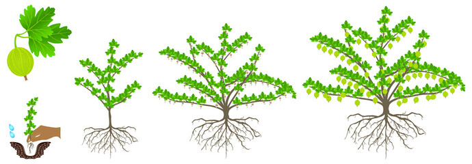 Wall Mural - Gooseberry plant growth cycle on a white background.