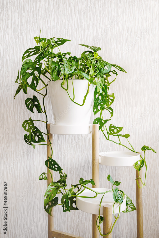 imperial red philodendron Philodendron Imperial Red | 4" Pot | Easy Care Houseplant