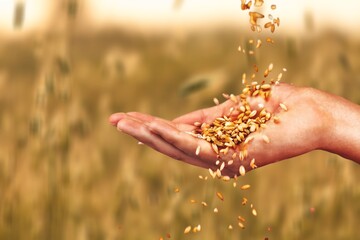 Canvas Print - A man holds golden ears of wheat against the background of a ripening field. Farmer hands