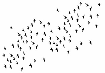 birds fly, black silhouette vector, isolated, icon