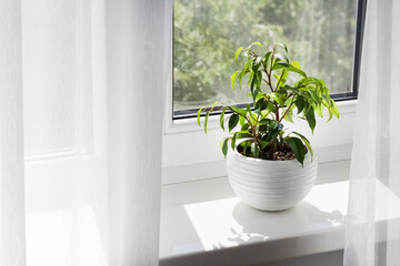 Wall Mural - Potted Ficus benjamina plant on the windowsill in the room