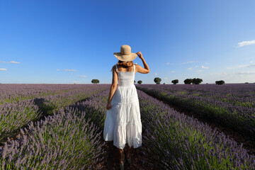 Wall Mural - Woman walking holding hat in a lavender field