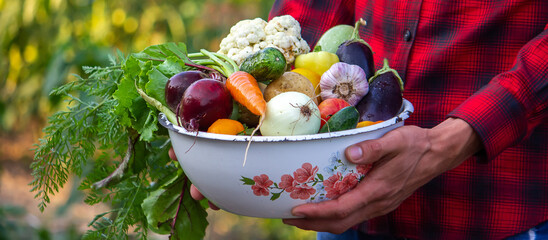 Wall Mural - a man holds a bowl of fresh vegetables from the farm in his hands. Nature.