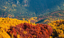 Autumn Colors And Texture Forest Background With A Great Variety Of Shades From Orange To Red Green Yellow And Blue In The Shadows. Landscape At The Bottom Of A Mountain. Nature Photography.