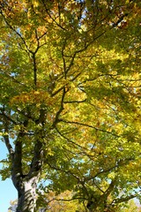 Poster - Autumn in the Pyrenees