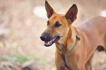 Wall Mural - portrait of Indian breed dog