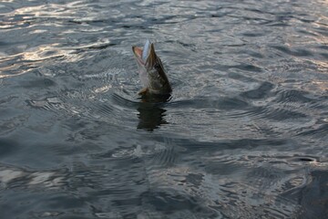 Wall Mural - Summer fishing, pike fishing, spinning on the lake 