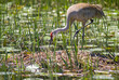 Sandhill Crane tending nest with two eggs, situated in marsh.