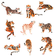 Amur And Bengal Tigers In Various Poses Set. Big Wild Cat Animals Vector Illustration