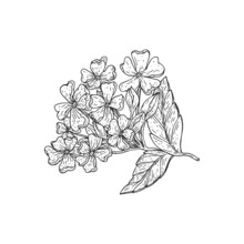 Verbena Or Verbenaceae Tropical Flower Plant Vector Sketch. Vervain Blossom Branch Hand Drawn Illustration.