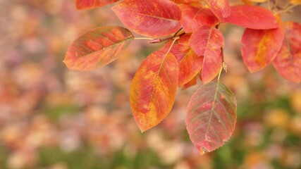 Wall Mural - detailed b-roll shot panning around a colorful branch of a crabapple tree with orange, red, yellow a