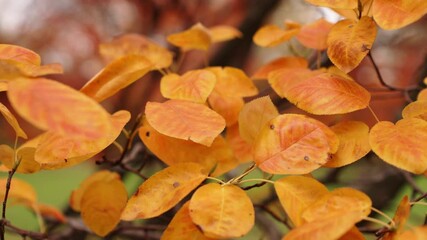 Wall Mural - handheld slow motion panning b-roll detail shot of serrated oval shaped orange colored leaves on a b