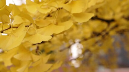 Wall Mural - close up slow motion video of a gingko biloba tree branch with brightly colored yellow leaves swayin