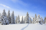 Fototapeta Natura - A panoramic view. Winter landscape. Christmas wonderland. Magical forest. Meadow covered with frost trees in the snowdrifts. Snowy wallpaper background.