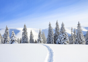 Wall Mural - A panoramic winter view. Landscape of high mountain with snow white peaks and forest. Aerial view. Wallpaper background. Natural scenery. Location place Carpathian, Ukraine, Europe