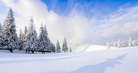 Wall Mural - A panoramic winter view. Landscape of high mountain with snow white peaks and forest. Aerial view. Wallpaper background. Natural scenery. Location place Carpathian, Ukraine, Europe