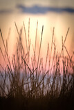 Fototapeta Sawanna - sunset in the grass