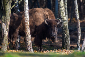 Wall Mural - Wild adult Bison in the autumn forest. Wildlife scene from spring nature