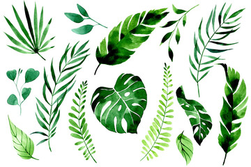 Wall Mural - watercolor drawing. set of tropical leaves and branches. green leaves of palm, monstera, banana leaves on a white background. jungle plants, rainforest.