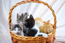 Cute Tabby, Tuxedo And Ginger Kittens In A Basket