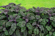 jarmuż kolorowe liscie Brassica oleracea  var. sabellica, super food