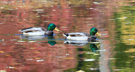 wild ducks on lake