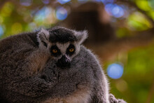 Portrait Ring Tailed Lemur Close Up