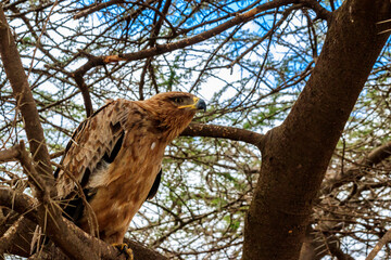 Poster - Tawny eagle (Aquila rapax) on a tree in Serengeti national park, Tanzania