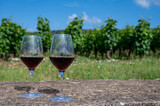 Fototapeta Krajobraz - Tasting of burgundy red wine from grand cru pinot noir  vineyards, two glasses of wine and view on green vineyards in Burgundy Cote de Nuits wine region, France