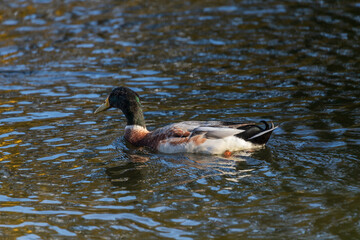 Canvas Print - Male and female ducks swim in the water on a pond in the setting sun.