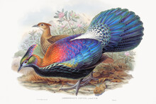 Lophophorus L&#39;Huysi (1850&ndash;1883) Print In High Resolution By John Gould And Henry Constantine Richter. Original From The Minneapolis Institute Of Art. Digitally Enhanced By Rawpixel.
