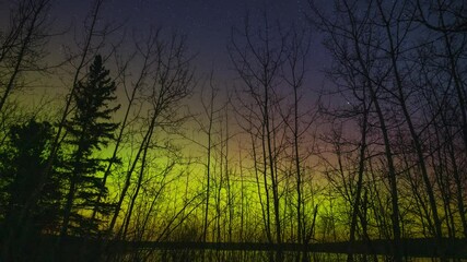 Wall Mural - multicolored aurora in green, pink and blue fill a starry night sky behind a screen of trees and bra
