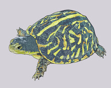 Ornate Box Turtle Drawing, Beautiful, Art.illustration, Vector