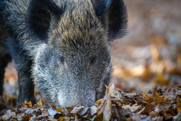 Sticker - Male boar in an autumn forest looks for acorns in a fallen leaf