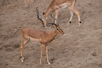 Two impala rams standing on a sandy river bank. One impala has a piece of bone in its mouth.