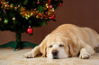 Tired old dog labrador retriever sleeping next to the Christmas tree.