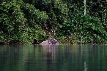 Wall Mural - Wild asian elephant bathing in Cheow Lan Lake at Khao Sok National Park, Surat Thani Province, Thailand.