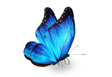 Fototapeta Motyle - Color Morpho butterfly , isolated on the white background