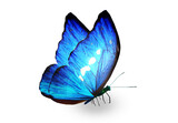 Fototapeta Motyle - Color Morpho butterfly , isolated on the white background