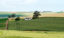 Agricultural Landscape Scene With Building And Cereal Crop And Fields During Spring In Overberg, Western Cape, South Africa