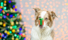 Border Collie Dog Holds Gift Box On It Nose. Festive Background With Christmas Tree. Empty Space For Text