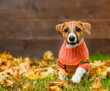 Jack russell terrier puppy wearing warm sweater runs on fallen leaf at autumn park