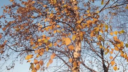 Wall Mural - tall birch tree with yellow leafs by sunny autumn day in light wind