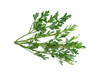 © Suradech - Coriandrum sativum isolated on white background.