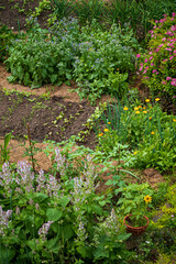 Wall Mural - Organic nature landscape, rural environment and healthy food.