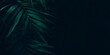 Dark green leaves background. Minimal neutral aesthetic. Tropical plant art texture. Botanical tropic garden creative layout banner.