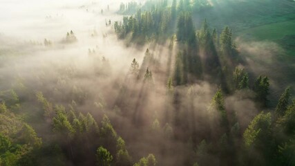 Fototapete - Forest with fog in the morning sun. Aerial shot of sun breaks through the trees forming sunrays. High quality 4K UHD