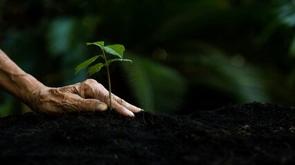 Hands old women agriculture holding and care plant tree keep environment and nature.  Growth of plants reduce global saving biodiversity nature.  Ecology and environment Concept